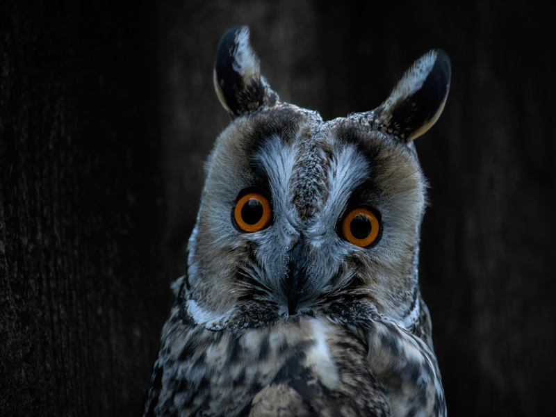 A surprised owl: Google's AI Search is coming...