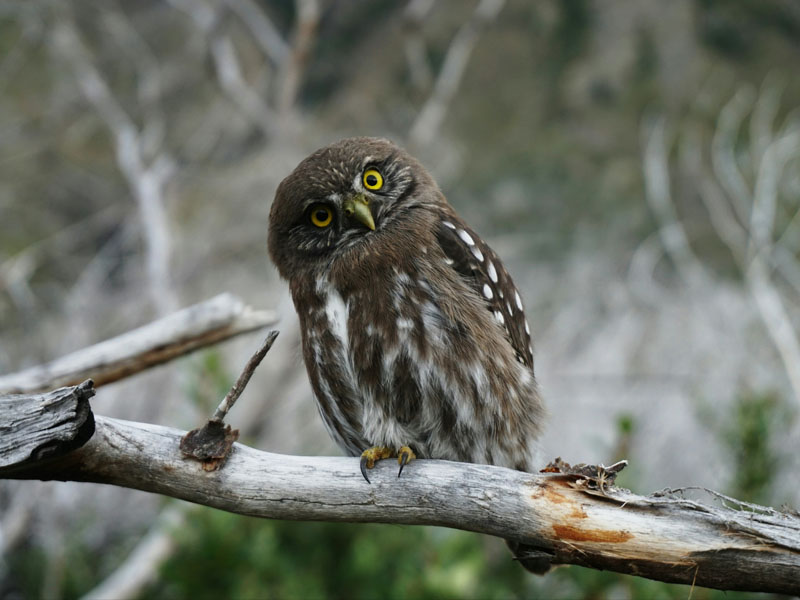 Inquisitive owl: managed WordPress Hosting, The DMA way